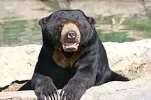 sun bears are brown