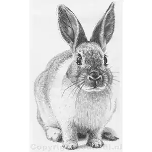 photorealistic rabbit