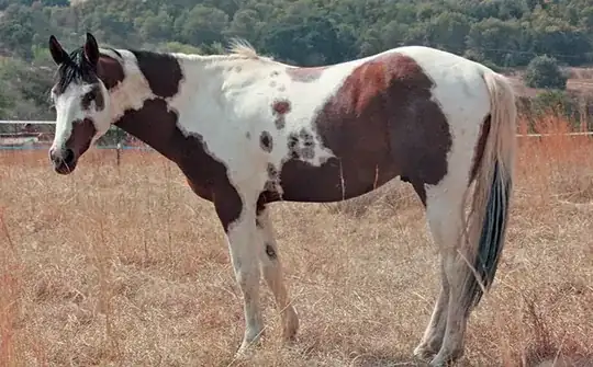 Piebald Horse