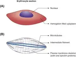 erythrocyte