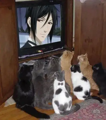 cats love anime