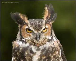 great horned owl