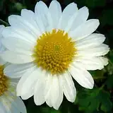 Chrysanthemum japonense IRL