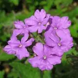 Verbena tenera