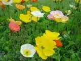 Iceland poppy