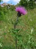 Japanese thistle