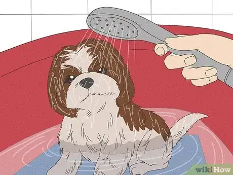 Image titled Bathe a Shih Tzu Puppy Step 5