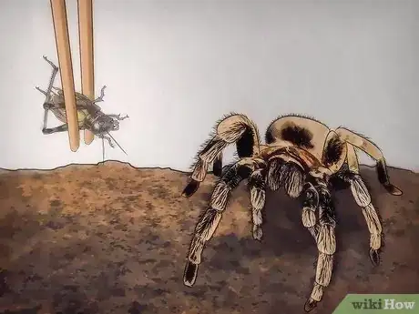 Image titled Tell if Your Tarantula Is Molting Step 2