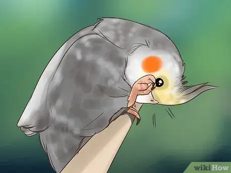 Image titled Treat Conjunctivitis in Cockatiels Step 10