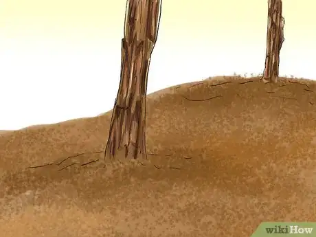 Image titled Identify Pine Trees Step 10