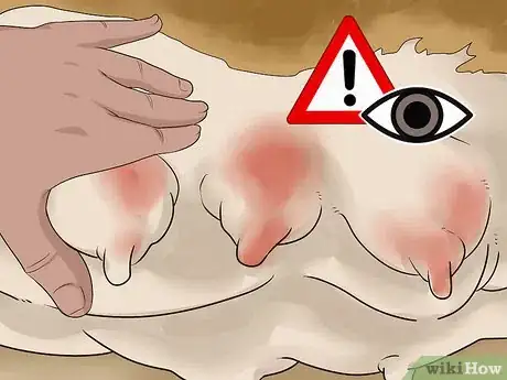 Image titled Treat Mother Dogs with Sore or Infected Nipples Step 11