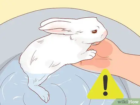 Image titled Stop a Rabbit from Smelling Step 5