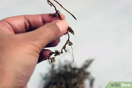 Image titled Dry Herbs Step 14