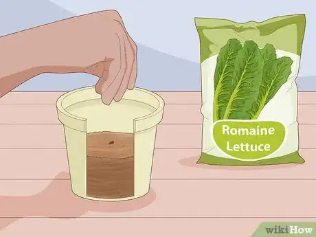 Image titled Grow Romaine Lettuce Step 3