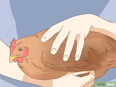 Image titled Hold a Chicken Step 8