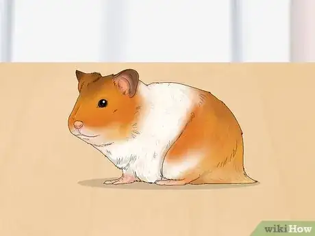 Image titled Perform a Check Up on Your Hamster Step 1