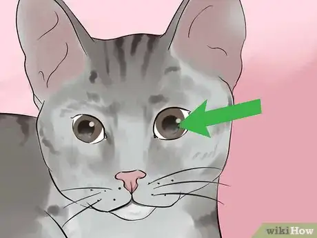 Image titled Tell if Your Cat Is Blind Step 6