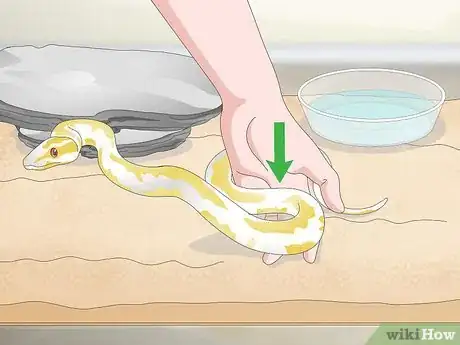 Image titled Build a Relationship with Your Snake Step 7