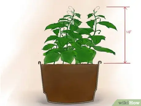 Image titled Grow Cucumbers Indoors Step 10