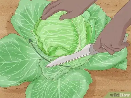 Image titled Plant Cabbage Step 15