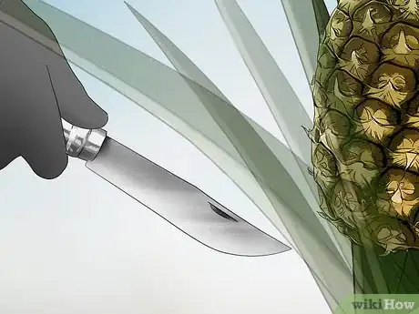 Image titled Harvest Pineapple Step 9