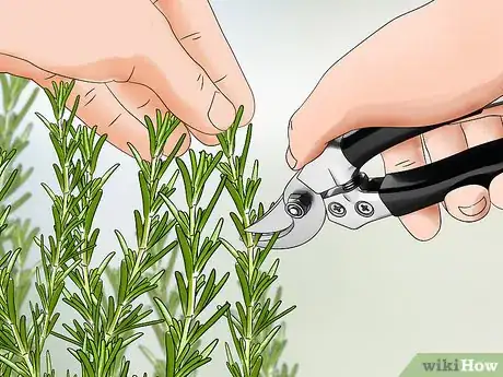 Image titled Harvest Rosemary Step 3