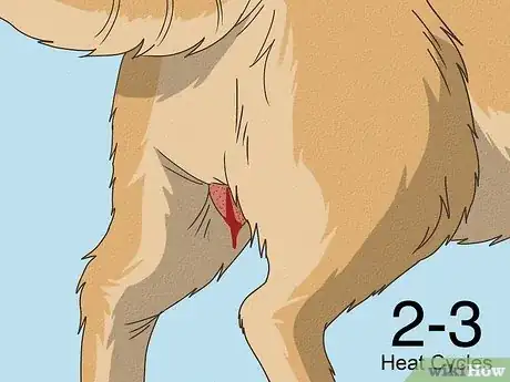 Image titled Know if Your Female Dog Is Ready to Breed Step 11