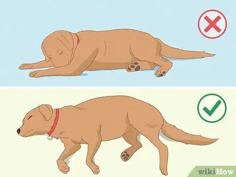 Image titled Perform CPR on a Dog Step 5