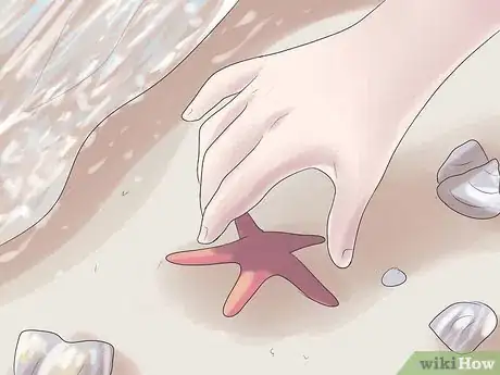 Image titled Preserve a Starfish for a Decoration Step 1