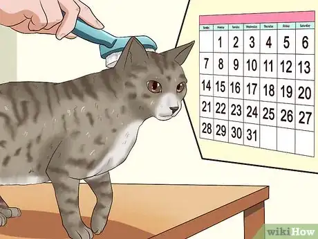 Image titled Clean Your Cat When He Can't Do It Himself Step 5