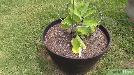 Image titled Grow Tomatoes in a Greenhouse Step 3