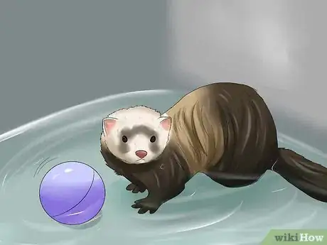 Image titled Bathe a Ferret Step 4