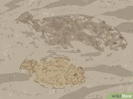 Image titled Flounder vs Halibut Step 7