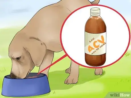 Image titled Use Apple Cider Vinegar for Dogs Step 4