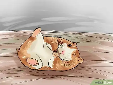 Image titled Determine if Your Hamster Is Blind Step 9