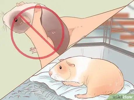 Image titled Diagnose and Treat Urinary Problems in Guinea Pigs Step 12