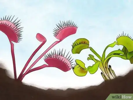 Image titled Choose a Venus Flytrap Step 2