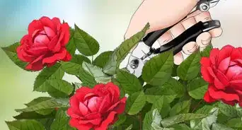 Prune Roses in Winter