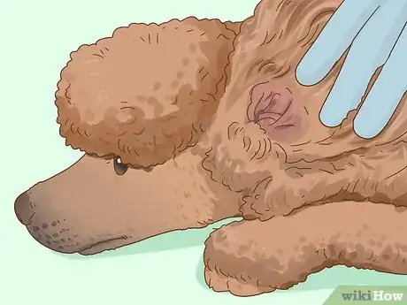 Image titled Clean Poodle Ears Step 3