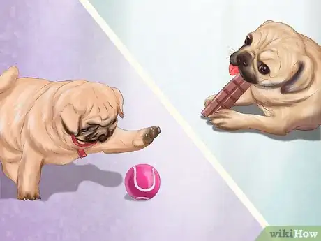 Image titled Live with a Pug Dog Step 20