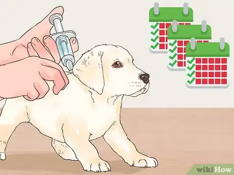 Image titled Give Puppy Shots Step 5