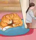 Move with a Cat