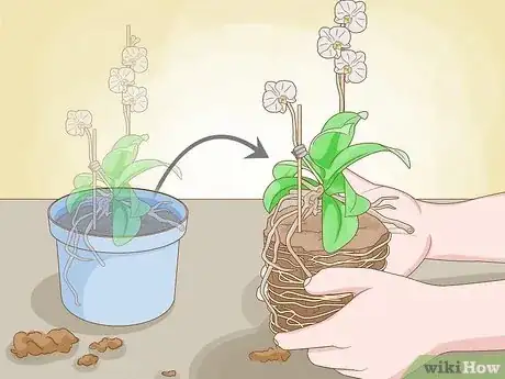 Image titled Care for Mini Orchids Step 14