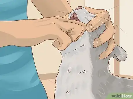 Image titled Save a Choking Cat Step 10