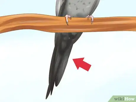 Image titled Tell if a Cockatiel Is Male or Female Step 3