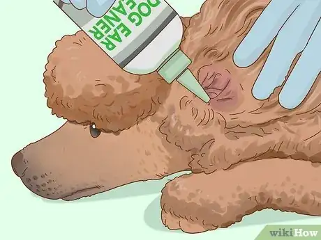 Image titled Clean Poodle Ears Step 8