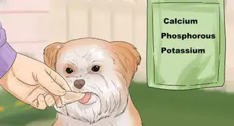 Feed Your Shih Tzu