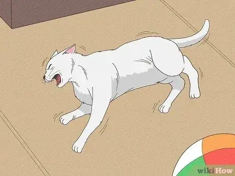 Image titled Help a Cat with Epileptic Seizures Step 1