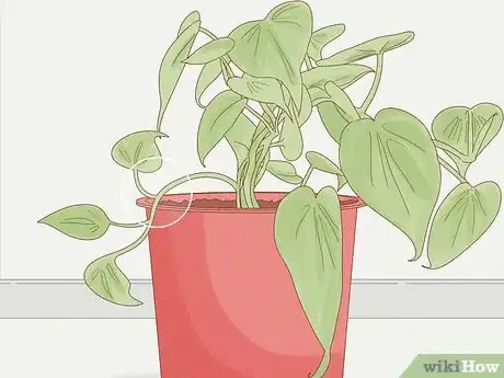 Image titled Grow Philodendron from Cuttings Step 2