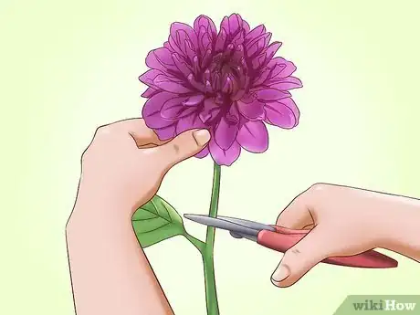 Image titled Care for Dahlias Step 14